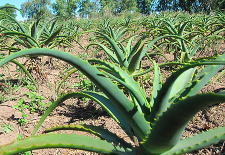 Plantas de Aloe Arborescens